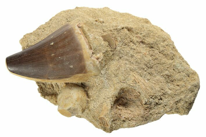 Mosasaur (Prognathodon) Tooth In Rock #91252